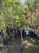 BougainVillea　Tomato Red