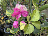Bougainvillea　New Spring will spring Excellent