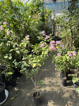 New Bougainvillea　Small Pink　NB