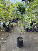 BougainVillea Bangkok Ruby