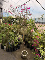 BougainVillea Carolina Pink　カロライナピンク