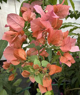 New　Bougainvillea　Bangkok Squeezed Orangeバンコクオレンジ
