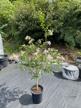 New Bougainvillea　Small Pink　NB