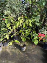 BougainVillea Rainbow　レインボーNB6-2