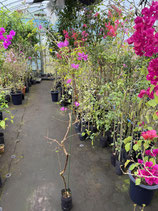 BougainVillea Purple　　サンデリアナパープルNB
