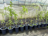 Bael fruit tree ベルノキ苗木