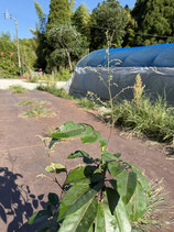 New Red longan Plants　レッドロンガン苗木花芽つき1