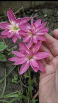 Zephyranthes: Double Flowe：Pink Louboutin