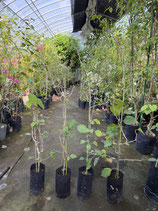 BougainVillea　Tomato Red