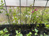 Bougainvillea　Diana （Lady）ダイアナ（貴婦人）