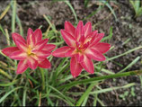 Zephyranthes: Double Flowe：Rock Ster