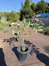 New Red longan Plants　レッドロンガン苗木花芽つき