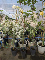 Bougainvillea　New Spuring Moon