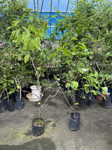 BougainVillea Rainbow　レインボーNB6