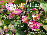 Bougainvillea Spring Will Spring