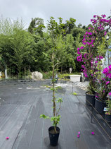 BougainVillea Carolina Pink　カロライナピンク