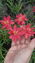 Zephyranthes: Double Flowe：Daung Tawan