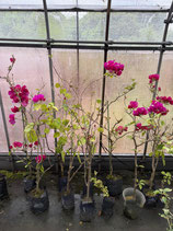 Bougainvillea　Diana （Lady）ダイアナ（貴婦人）NB5