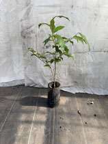 スターアップル - nangokunomori.com