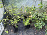 BougainVillea Sanderiana　サンデリアナNB