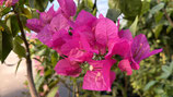 New　Bougainvillea　Bangkok Fuchsia Pink バンコクピンク
