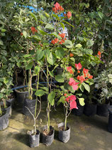 BougainVillea Rainbow　レインボーNB