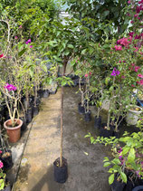 BougainVillea Elizabeth Angusエリザベスアンガス7Ｌ2-5