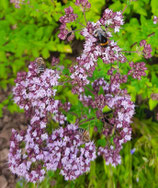 Führung im SANA.MUNDA Heilkräutergarten