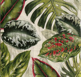 SI27中　F61-1  L1077045    Exotic Leaves