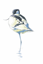 AQUARELLE Avocette