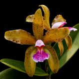 Cattleya granulosa