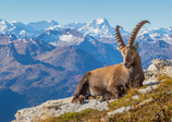 Ravensburger 1000 Teile Puzzle Steinbock im Toggenburg