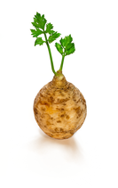 Celery - PDF