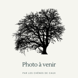 Corylus heterophylla - Noisetier d'Asie