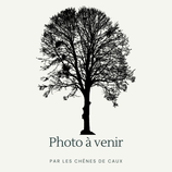 Quercus pinnativenulosa -