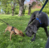 4x Social Walk