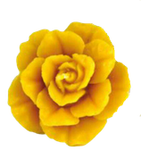 Rosenblüte, groß