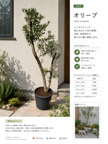 数量限定100本販売　小豆島産オリーブ　植栽に最適