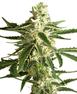 White Diesel Haze Automatic - white label