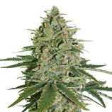 Super Skunk Autoflower - seed stockers