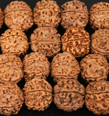 Samen·Perlen (1) - 6 Gesicht Mukhi - Rudraksha ~19mm (300003)