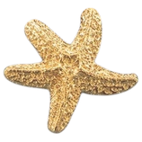 925 Anhänger (1) - ~19.5mm Seestern - vergoldet (4716)