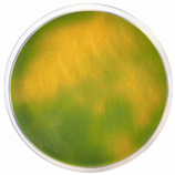 Agar TCBS  Frasco 500 g CONDALAB  1074