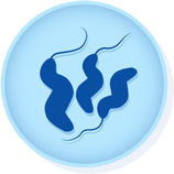 Vibrio alginolyticus MICROBIOLOGICS