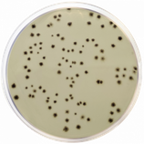 Agar Sulfito de Hierro ISO c/500 gr. Marca CONDALAB 1559