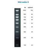 Marcador de peso Molecular DNA Ladder II 100pb a 1Kb, Marca APEX BIORESEARCH PRODUCTS 42-429 100 lanes 1 x 0.5 mL | 42-430 200 lanes 1 x 1.0 mL | 42-431 500 lanes 1 x 2.5 mL