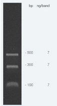 ECON Mini DNA Ladder, 100 – 500 bp. 100 lanes  1 x 0.5 ml, APEX BIORESEARCH PRODUCTSCat 19-130