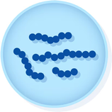 Veillonella parvula ATCC 10790 (1 Units) MICROBIOLOGICS 0867P