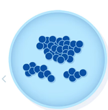 Staphylococcus aureus subsp. aureus ATCC BAA-44, Marca MICROBIOLOGICS 01055