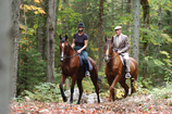 DUO PACK Randonnées équestres pour 2 sur chevaux de race : 1h en foret et montagne